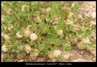 Trifolium-tomentosum3